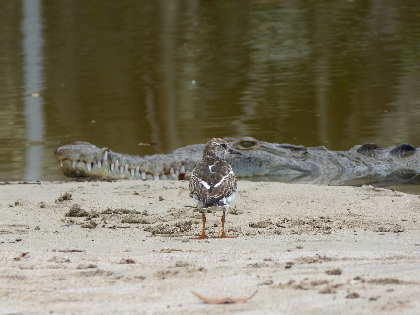 oiseau costa rica crocodile